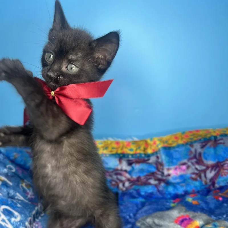 A baby small-sized male Black Domestic Short Hair cat named Small Boi for adoption in San Antonio, TX