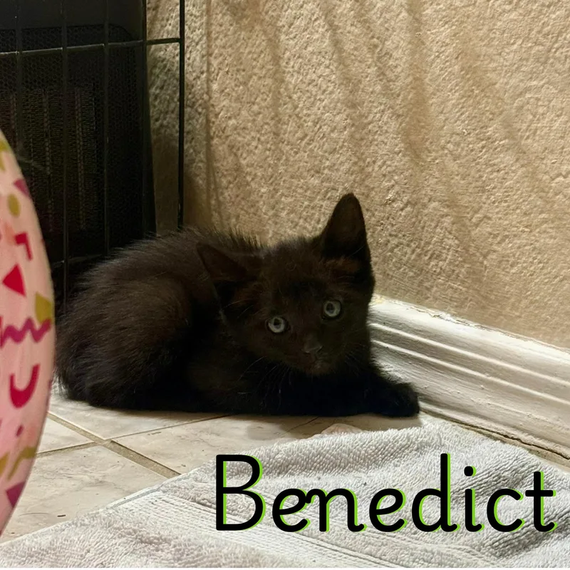 A baby small-sized male Black American Shorthair cat named Benedict for adoption in Glendale, AZ