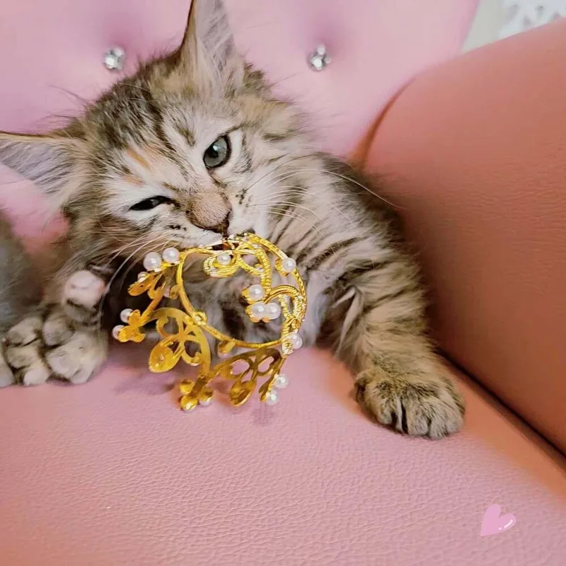 A baby small-sized female Domestic Medium Hair cat named Mcnugget for adoption in tucson, AZ