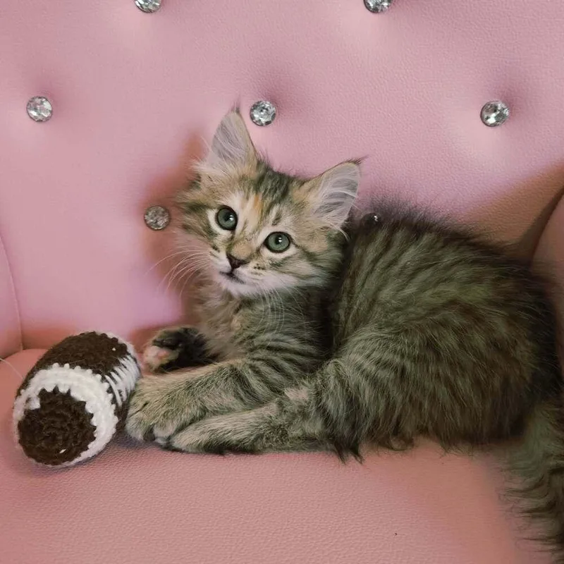 Mcnugget thumbnail 2