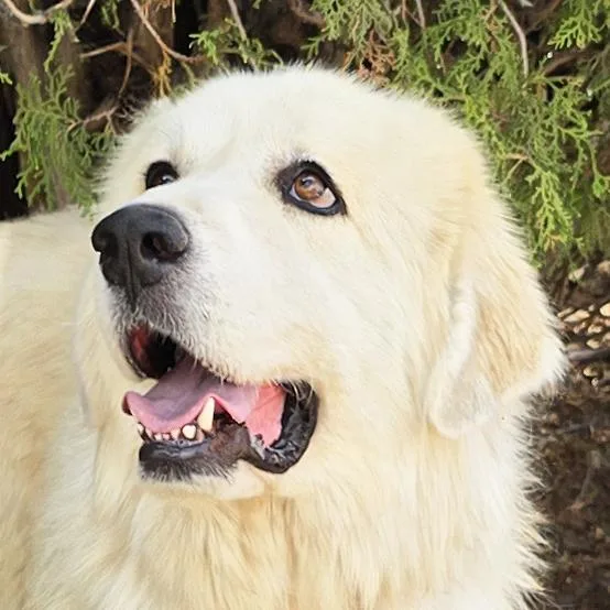 A young large-sized female Great Pyrenees dog named Beautiful Ms Butters de for adoption in Albuquerque, NM