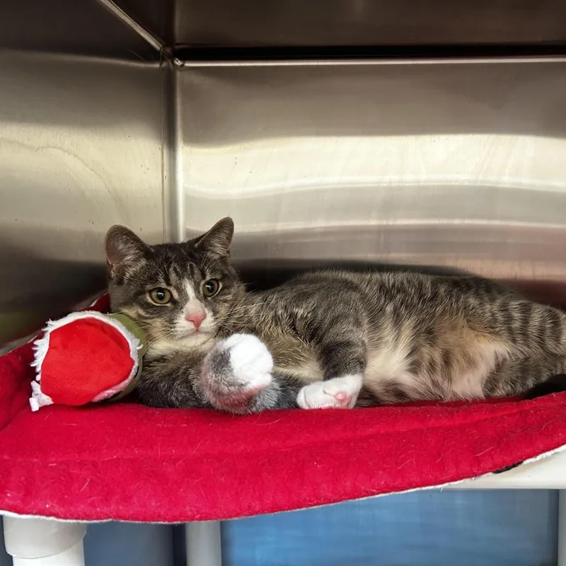 A young large-sized male Gray / Blue / Silver Domestic Short Hair cat named Elm for adoption in Evanston, IL