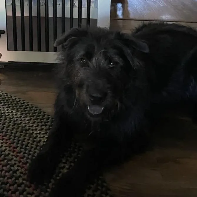 An adult extra large-sized male Gray / Blue / Silver Irish Wolfhound dog named Benny for adoption in Hampton Bays, NY