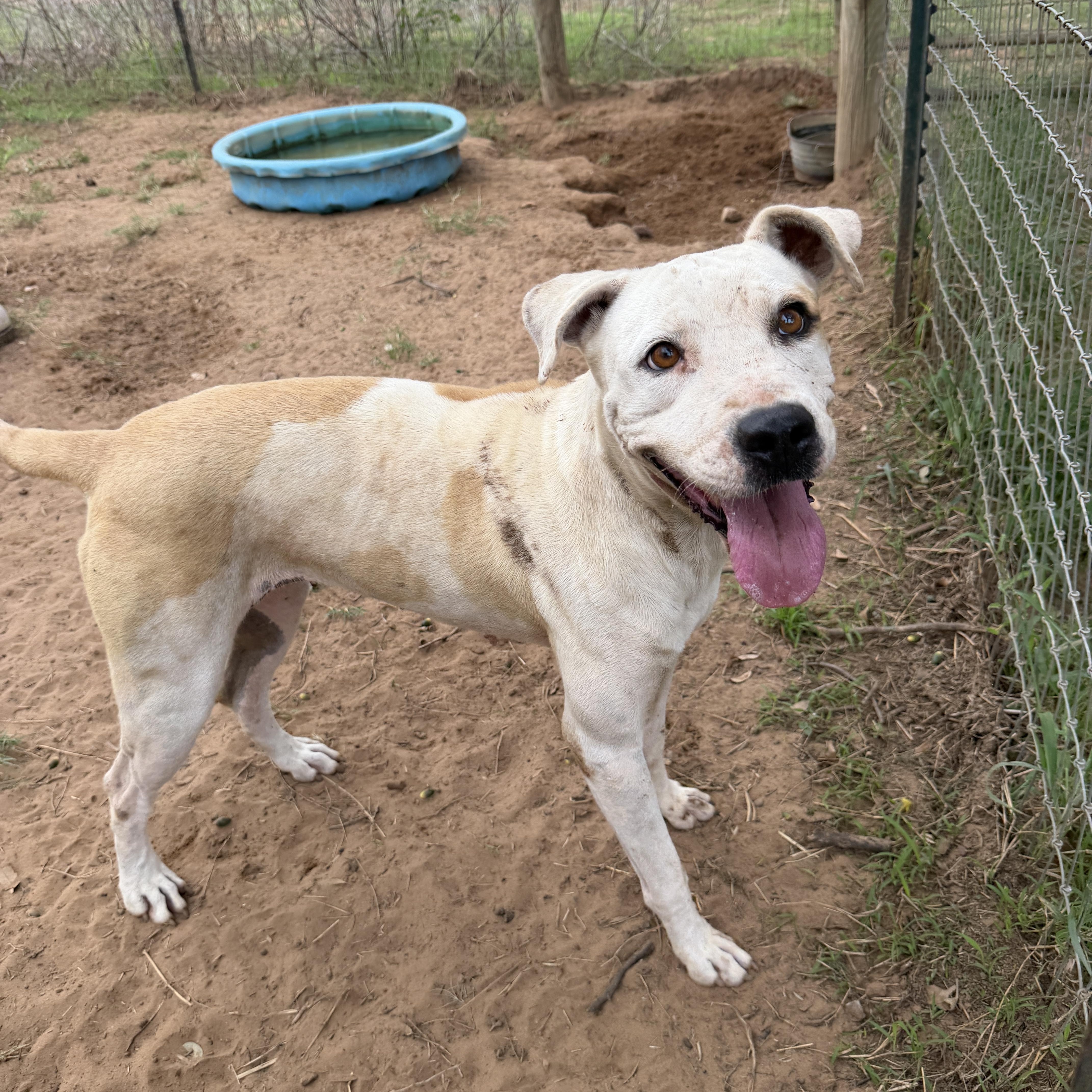 An adult medium-sized female American Staffordshire Terrier dog named Darby for adoption in Seguin, TX