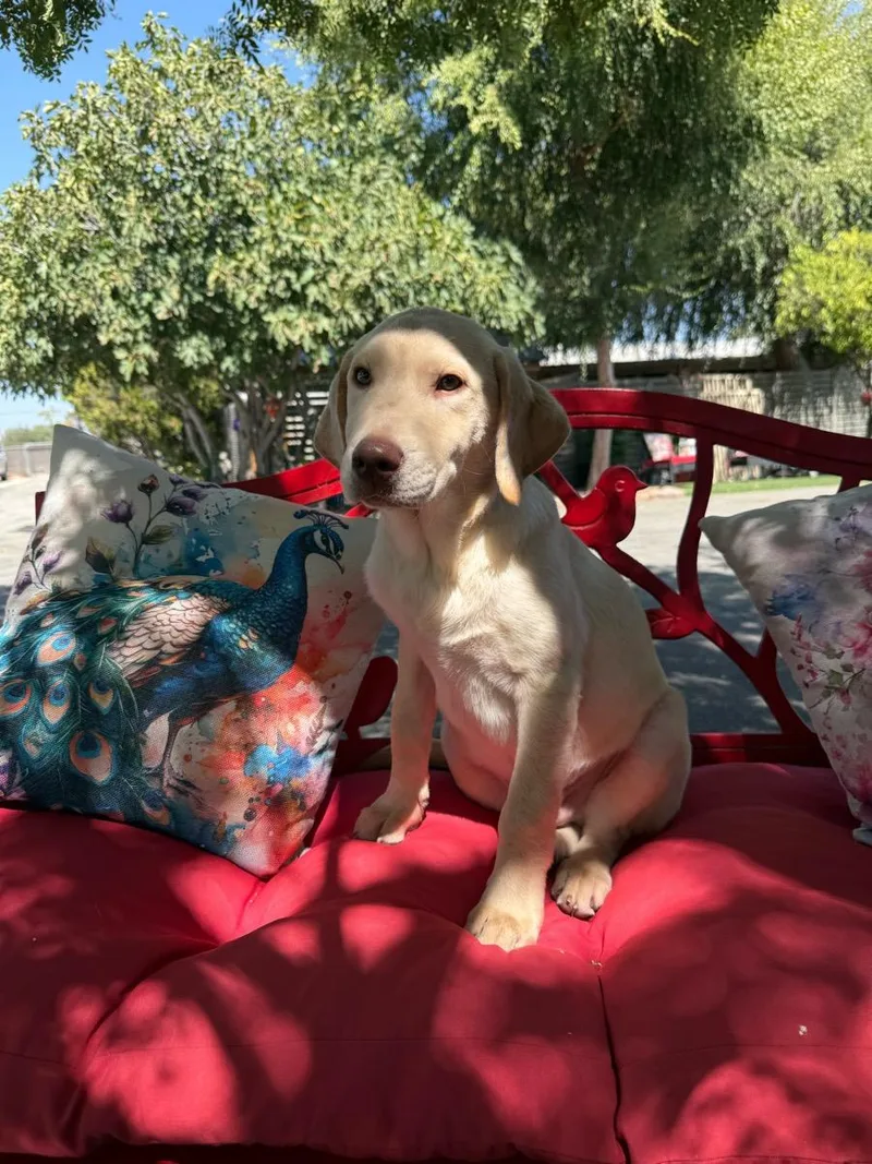 A young medium-sized male Yellow / Tan / Blond / Fawn Labrador Retriever dog named Rookie for adoption in Temecula, CA
