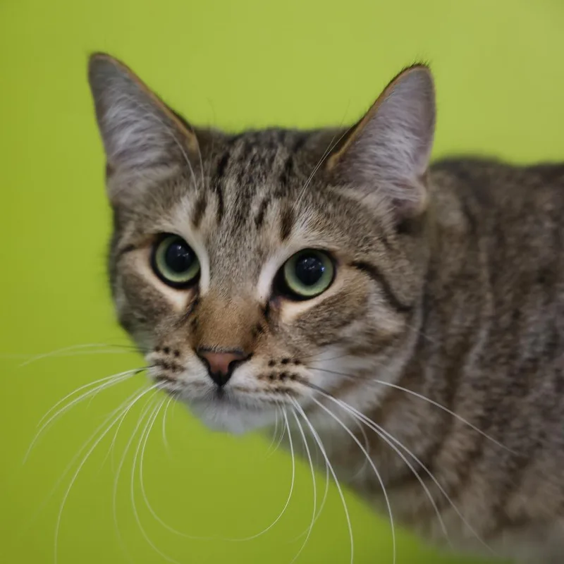 A young large-sized male Brown / Chocolate Domestic Short Hair cat named Gilbert for adoption in Los Angeles, CA