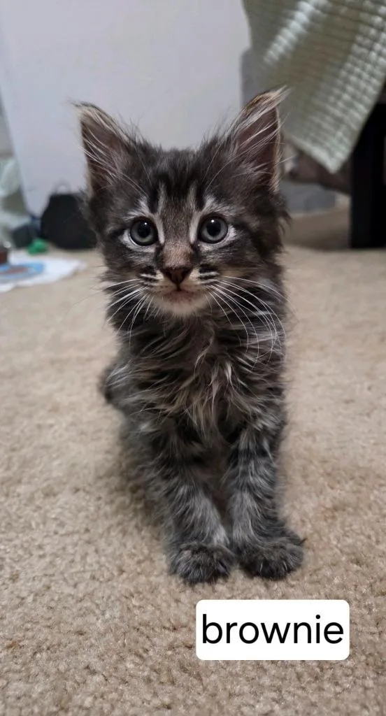Brownie