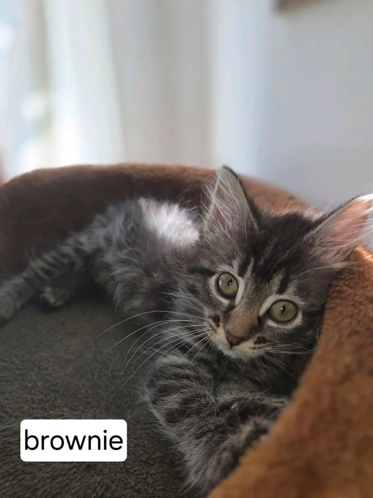 Brownie thumbnail 2