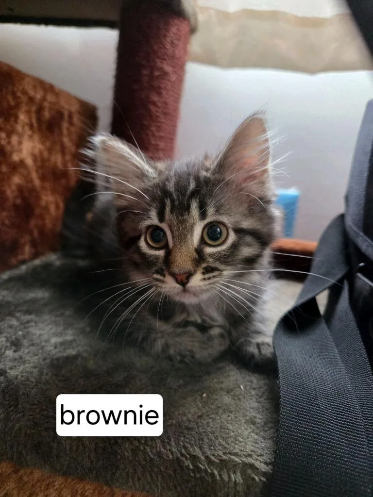 Brownie thumbnail 4