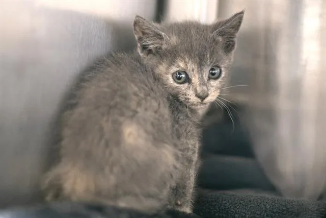 A baby small-sized female Domestic Short Hair cat named Lily for adoption in Charlotte, NC