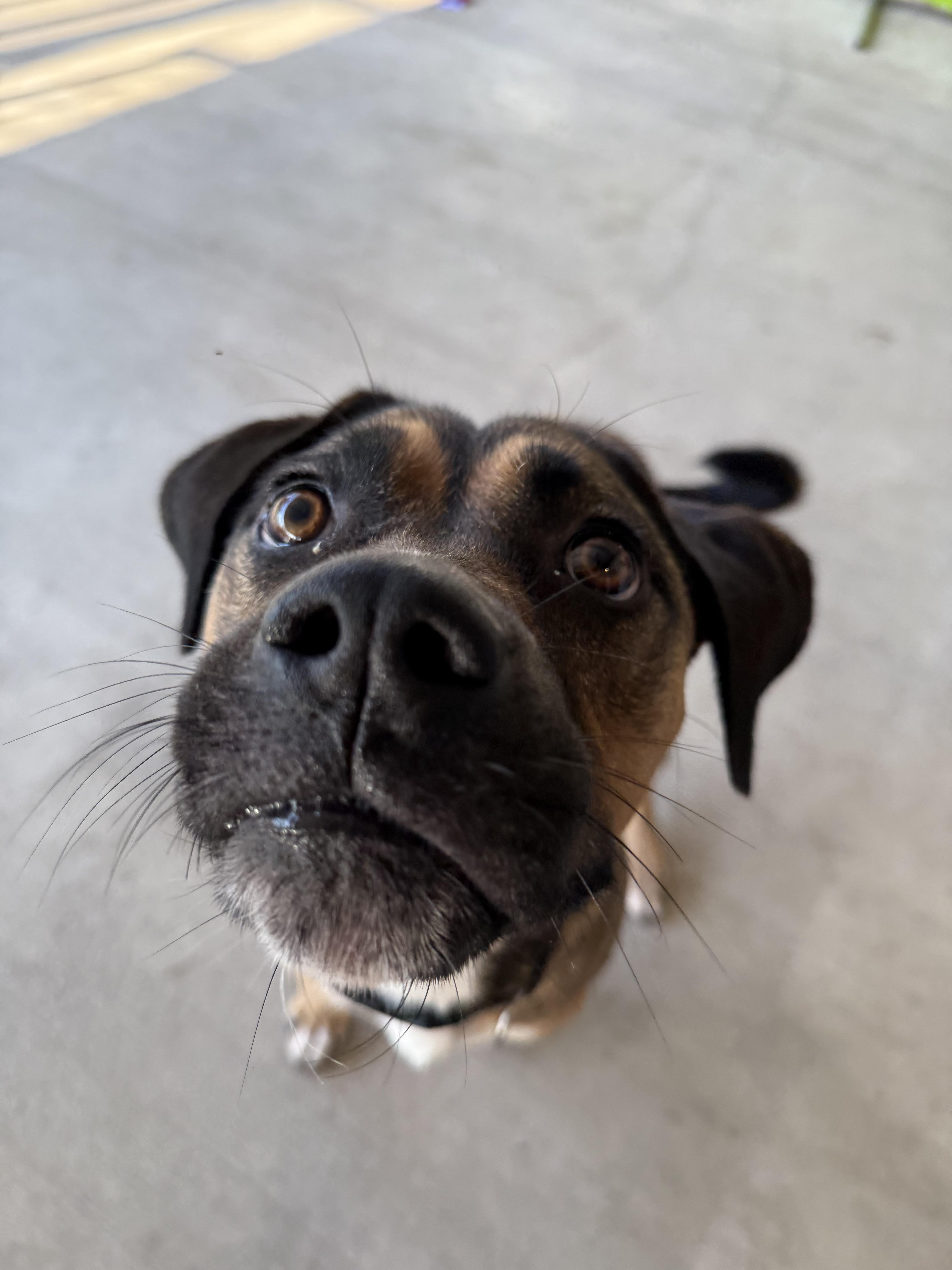 Cinnamon thumbnail 4