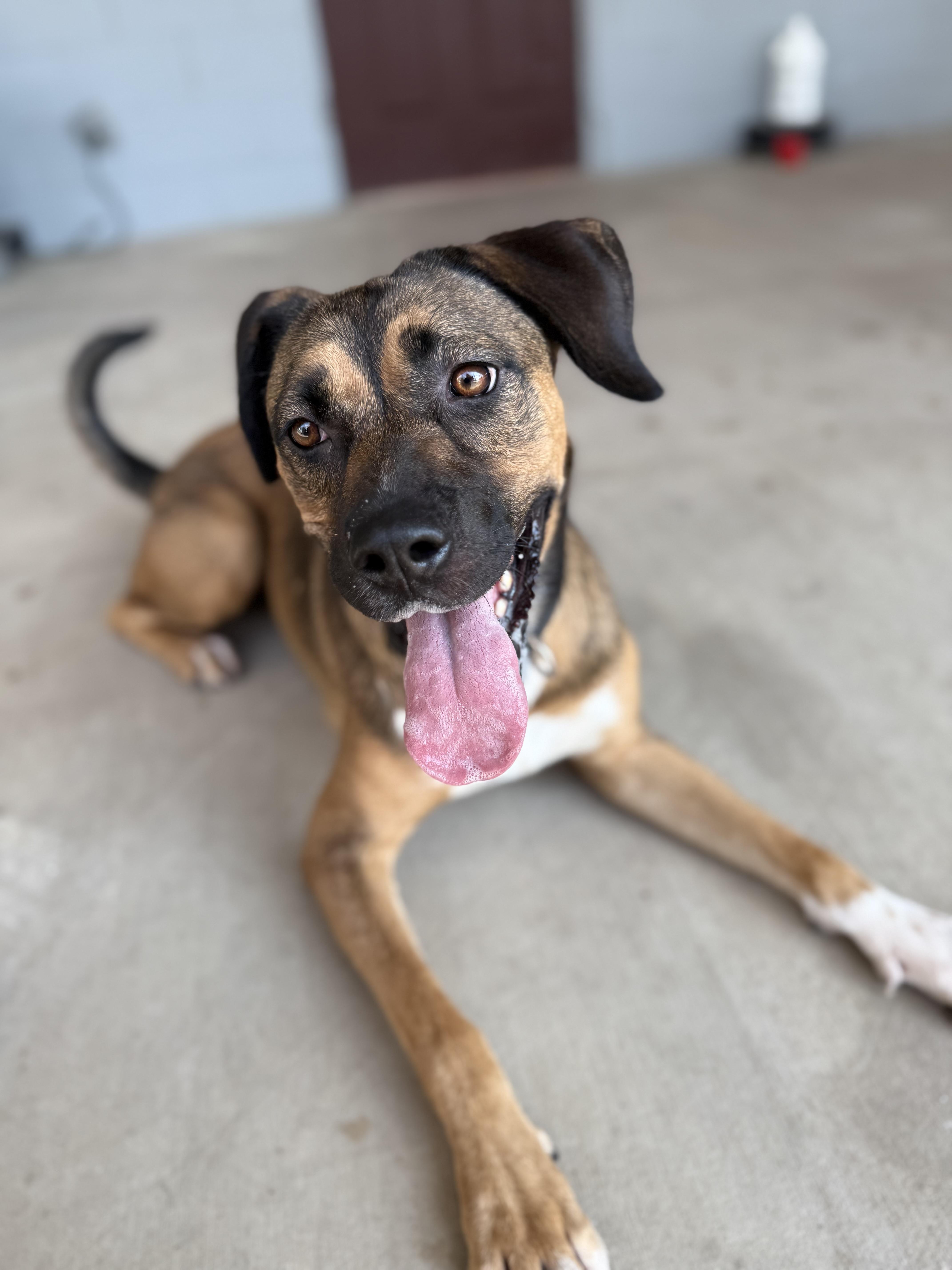 Cinnamon thumbnail 6