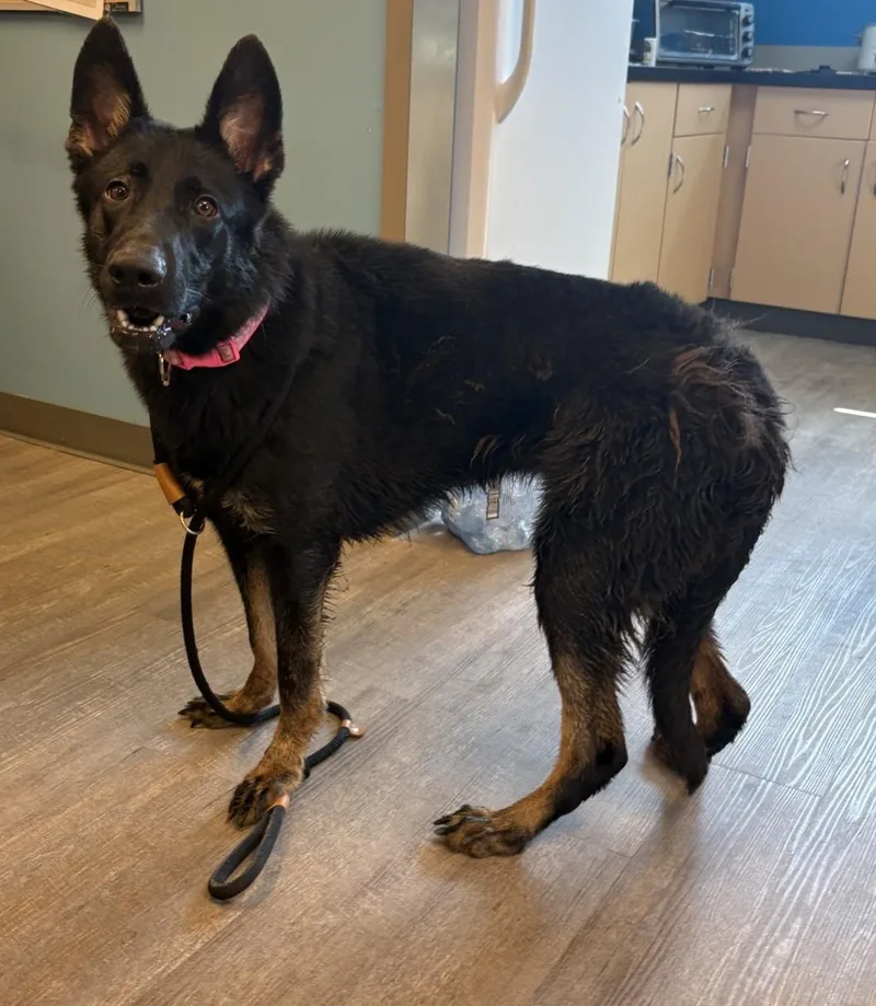 A young large-sized female German Shepherd Dog dog named "Ducky for adoption in Leavenworth, KS