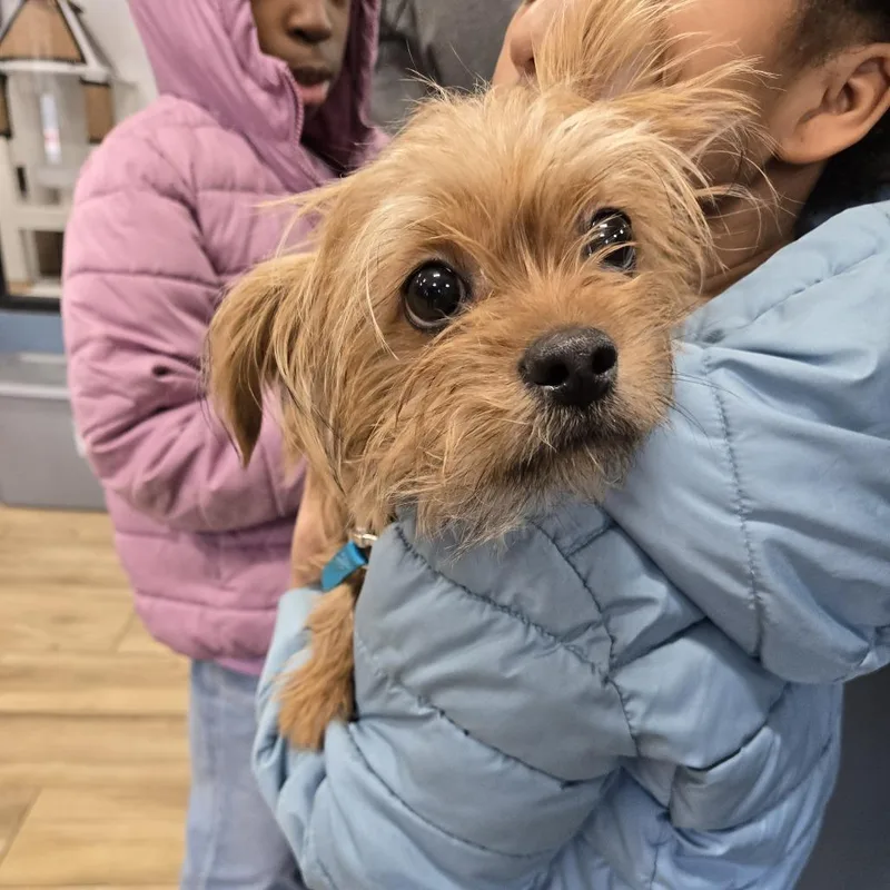A young small-sized male Brown / Chocolate Yorkshire Terrier dog named Teddi for adoption in Newark, NJ