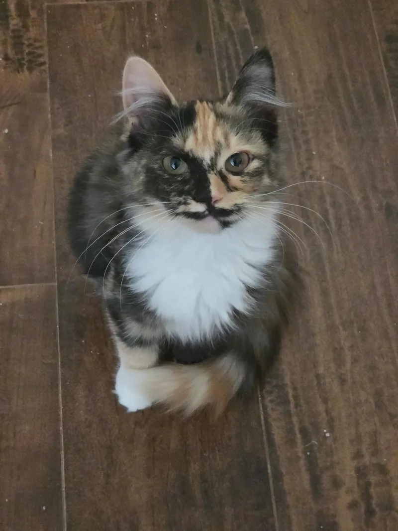 A young medium-sized female Domestic Long Hair cat named Calico on Duty for adoption in Camden, SC