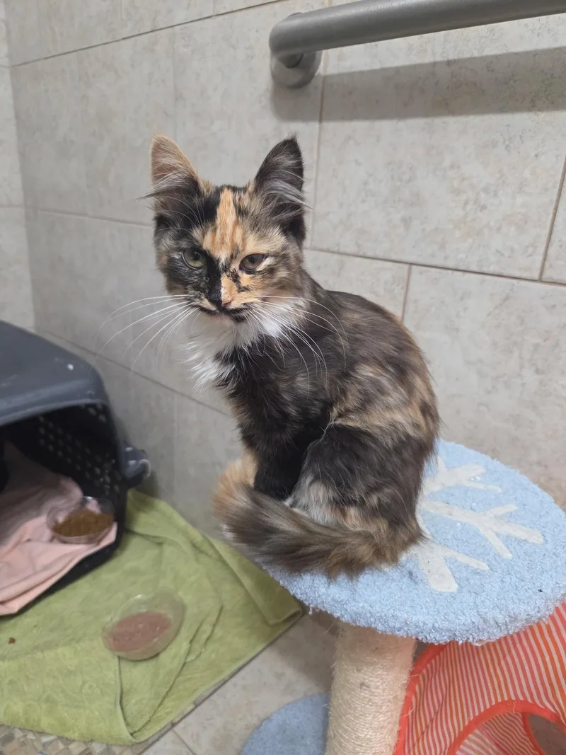 Calico on Duty thumbnail 2
