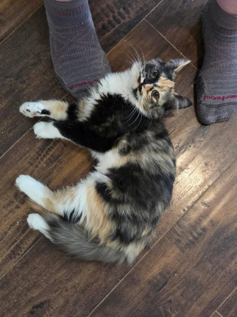 Calico on Duty thumbnail 3