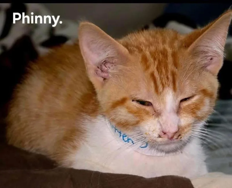 Phinny thumbnail 3