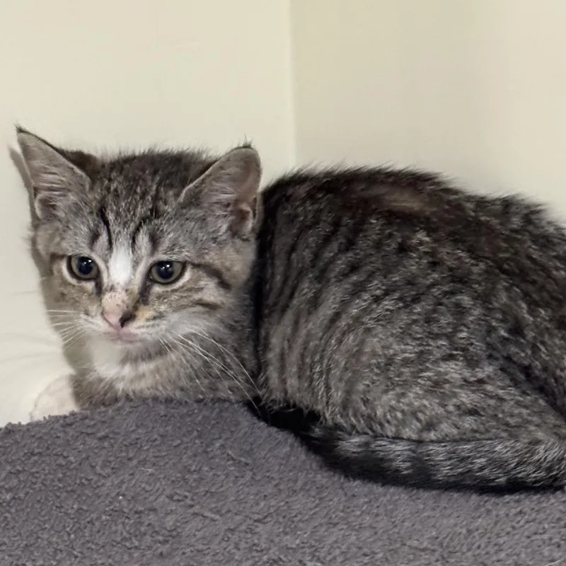 A baby small-sized female Brown / Chocolate Domestic Short Hair cat named Sara Lee for adoption in Birdsboro, PA