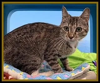 A young medium-sized female Domestic Medium Hair cat named Martini for adoption in Peoria, IL