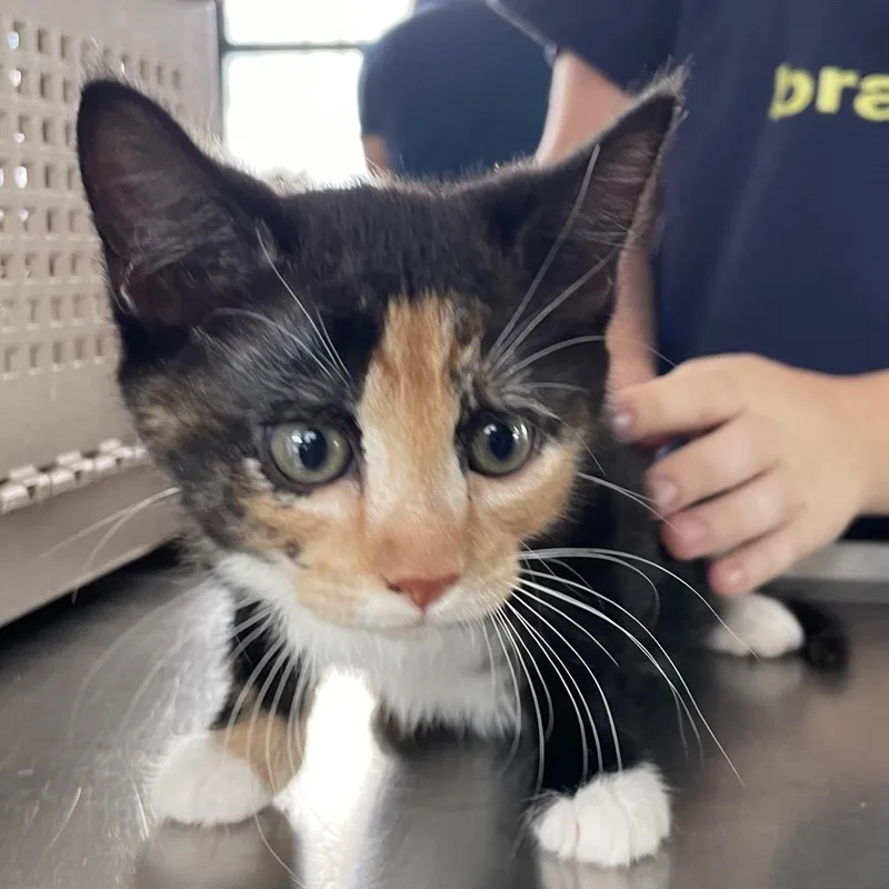 A baby small-sized female Torbie Domestic Short Hair cat named Star Anise for adoption in Chapel Hill, NC