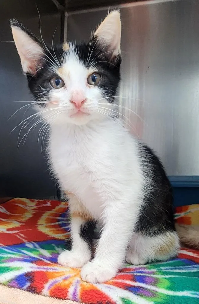 A baby small-sized female Domestic Short Hair cat named Frieda for adoption in Cottonwood, AZ