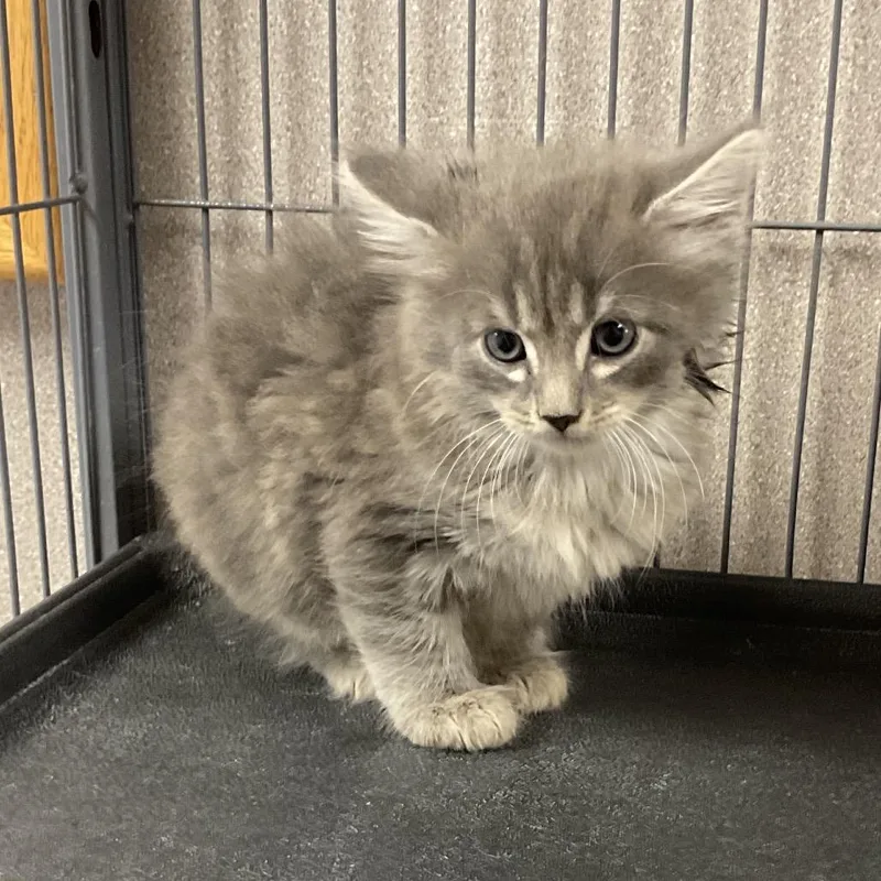 A baby small-sized male Gray / Blue / Silver Domestic Medium Hair cat named Leaf for adoption in St Joseph, MO
