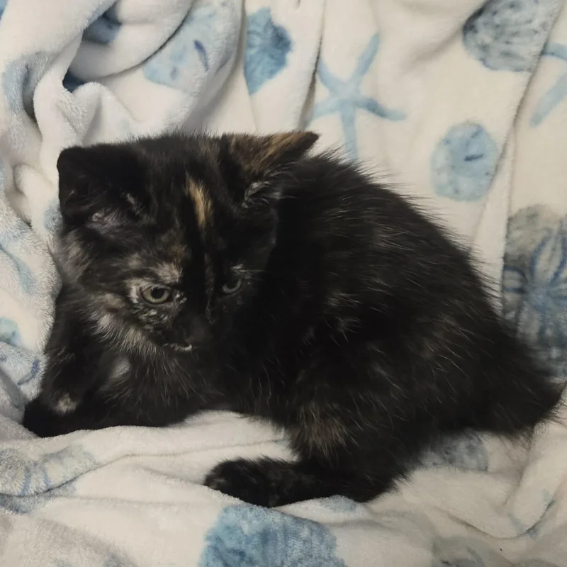 A young medium-sized female Black Domestic Medium Hair cat named Louise for adoption in Xenia , OH