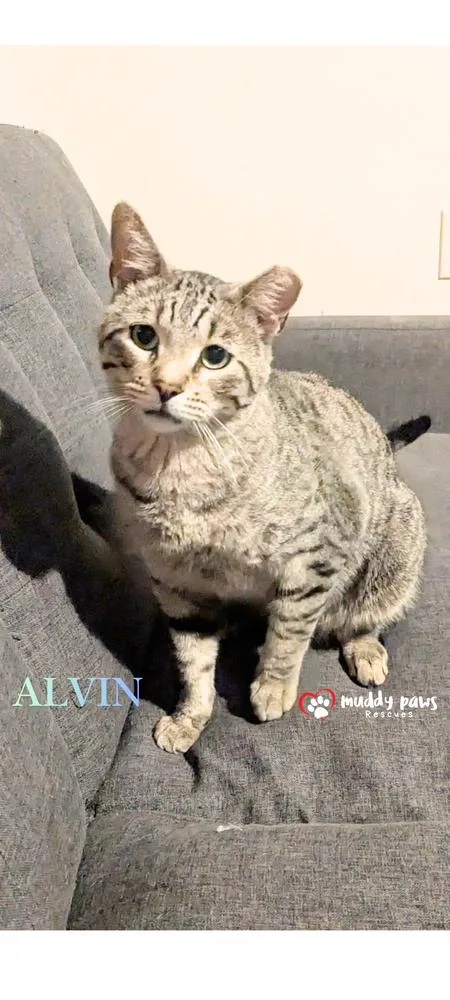 A young medium-sized male Domestic Short Hair cat named Alvin for adoption in Council Bluffs, IA