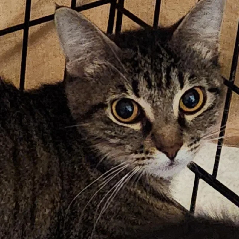 An adult small-sized female Brown / Chocolate Domestic Short Hair cat named Iris C for adoption in Corsicana, TX