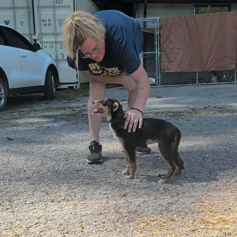 A young small-sized female Tricolor (Brown, Black, & White) Rat Terrier dog named Foxy for adoption in Melbourne, KY