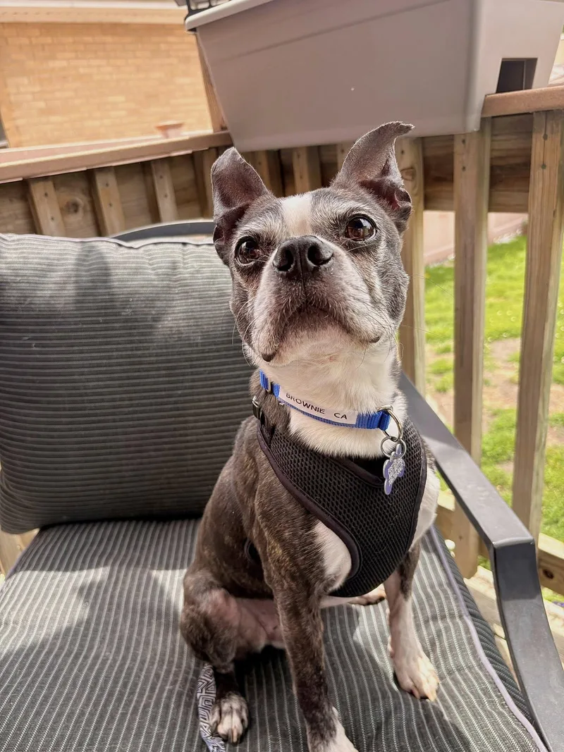 An adult medium-sized male Boston Terrier dog named Brownie Ca for adoption in Hillside, IL