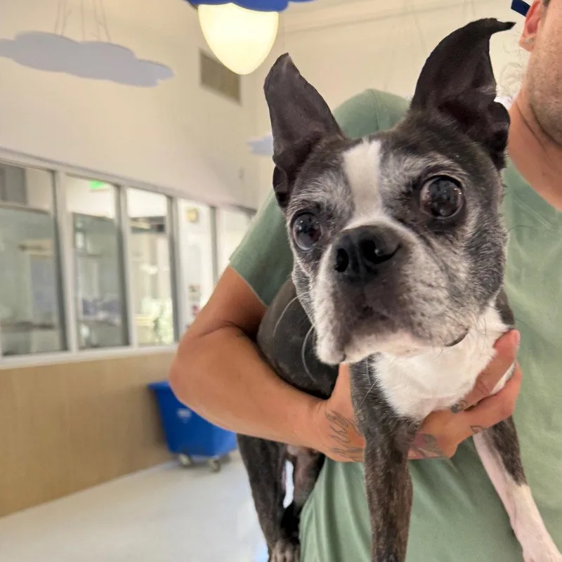 Brownie Ca thumbnail 3