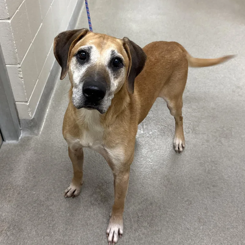 A senior medium-sized male Labrador Retriever dog named Lawnie for adoption in Kearney, NE