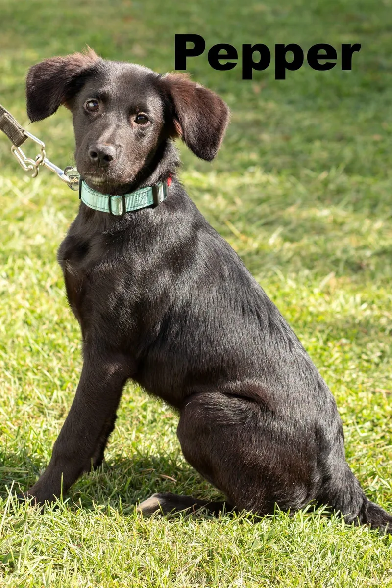 A baby medium-sized female Black Mixed Breed dog named Pepper for adoption in Macomb, IL