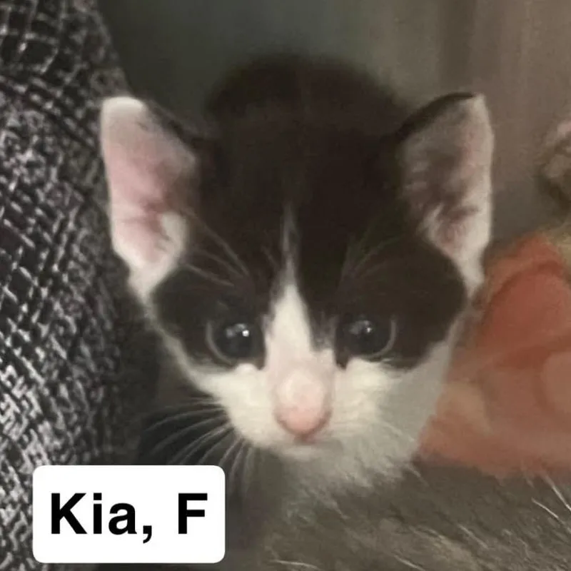 A baby small-sized female Black Domestic Short Hair cat named The Cars Kia for adoption in Washington, DC