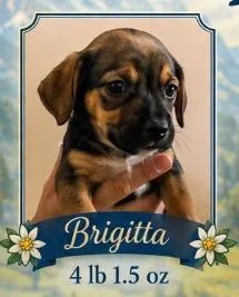 Brigitta