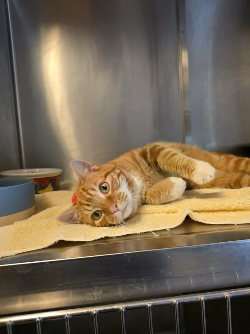 An adult medium-sized male Tabby (Orange / Red) American Bobtail cat named Ollie for adoption in Umatilla, FL