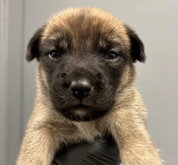 A baby small-sized male Shepherd dog named Billie Jean for adoption in San Diego, CA