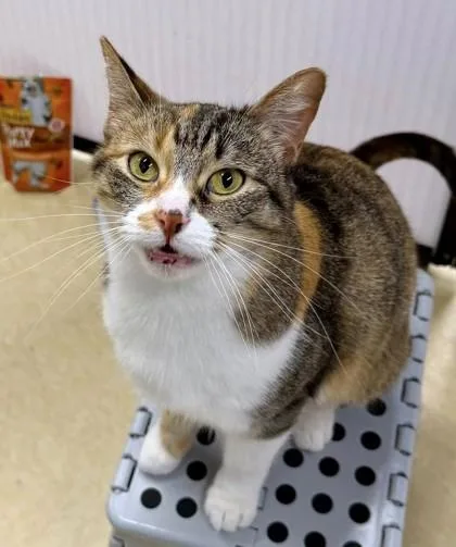 An adult medium-sized female Brown / Chocolate Domestic Short Hair cat named Fresita for adoption in Kansas City, MO