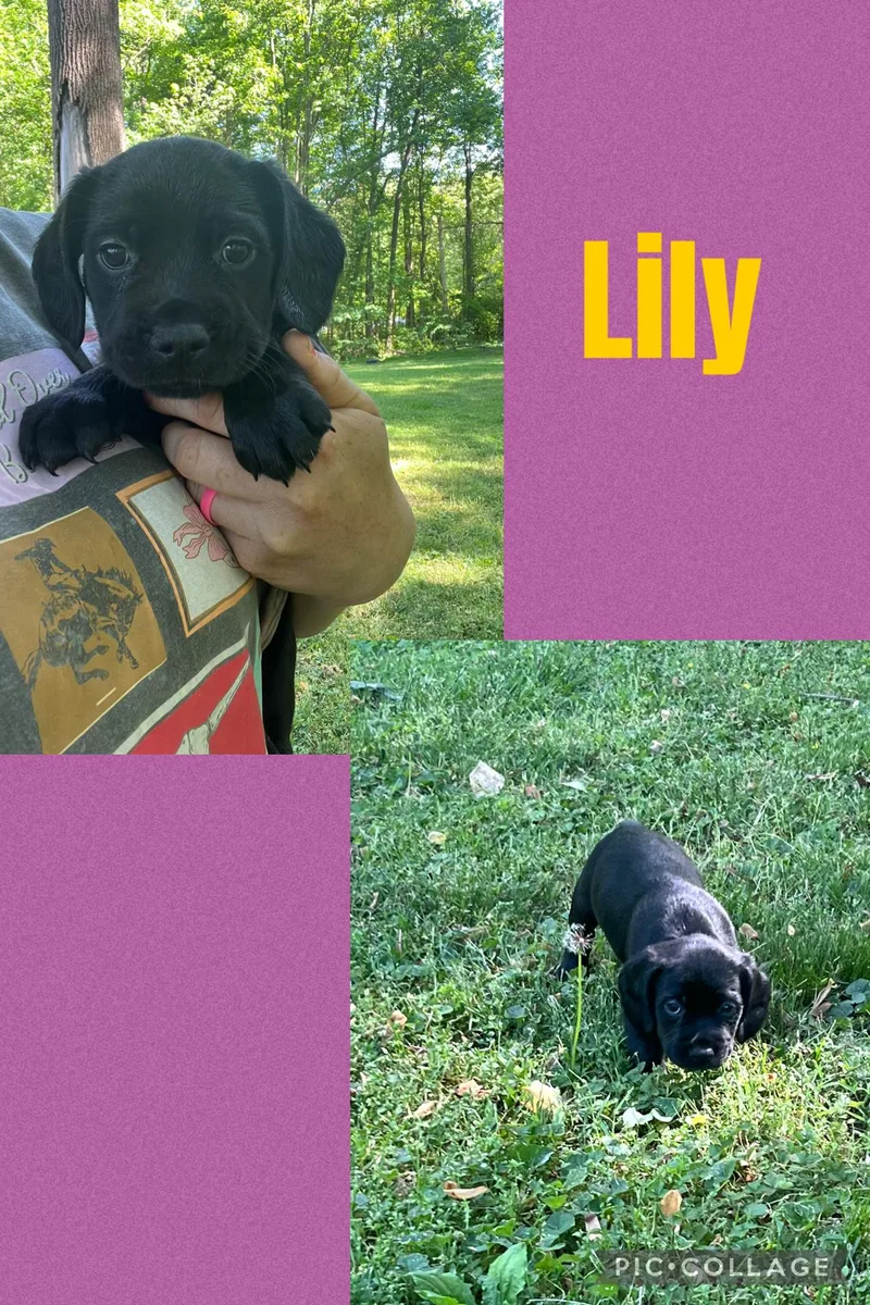 A baby medium-sized female Black Cocker Spaniel dog named Lily for adoption in Rock Hill, SC