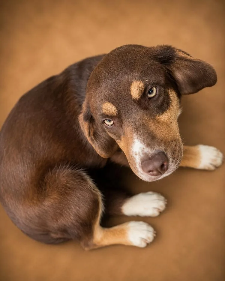 An adult medium-sized female Brown / Chocolate Australian Shepherd dog named Hadley for adoption in Chuckey, TN