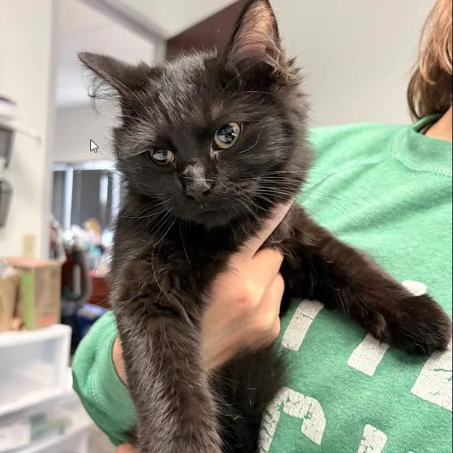 A baby small-sized female Black Domestic Short Hair cat named Ancient Documents for adoption in St. Paul, MN