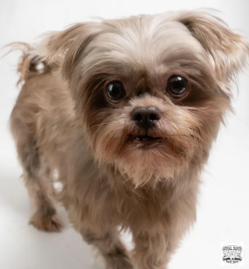 An adult small-sized female Brown / Chocolate Shih Tzu dog named Faye for adoption in Fort Montgomery, NY