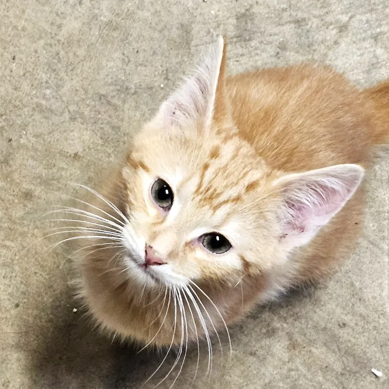 A baby medium-sized male Tabby (Buff / Tan / Fawn) Tabby cat named Connor for adoption in Smithfield, NC