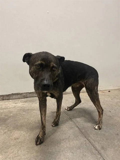 An adult large-sized male Terrier dog named Rain for adoption in Miami, FL