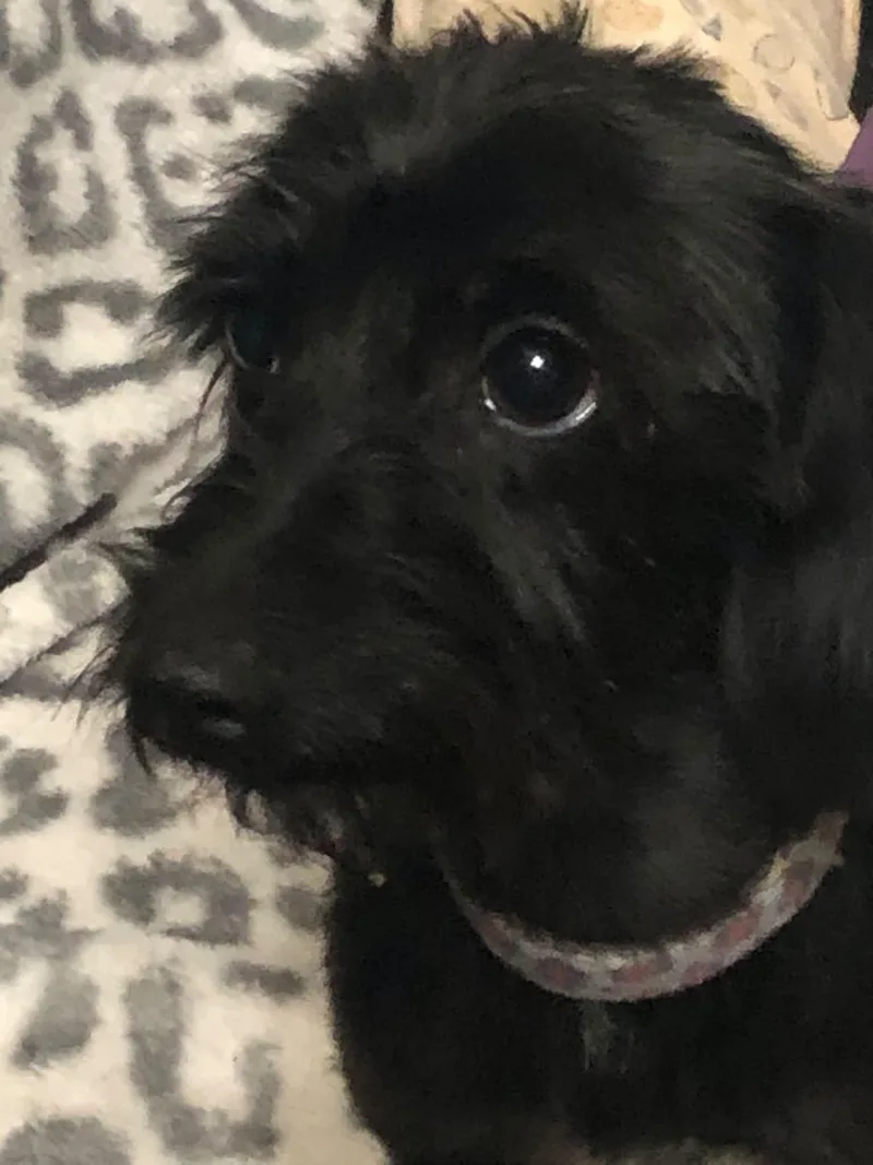 A young small-sized male Dachshund dog named Shadow for adoption in Hillsboro, OH