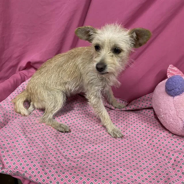 A young small-sized female Chihuahua dog named A for adoption in Modesto, CA