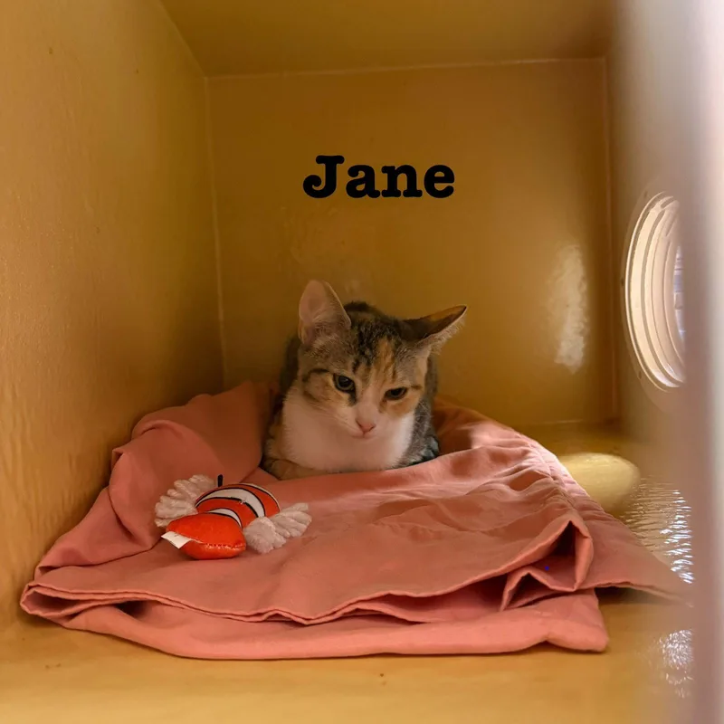 A young medium-sized female Domestic Short Hair cat named Elle for adoption in Spring Lake, NJ