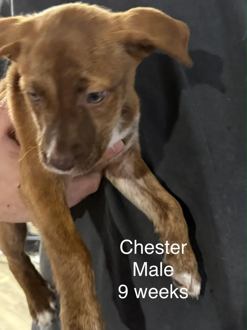 A baby small-sized male Australian Cattle Dog / Blue Heeler dog named Chester for adoption in Bradenton, FL